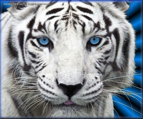 Blue Eyed White Tiger