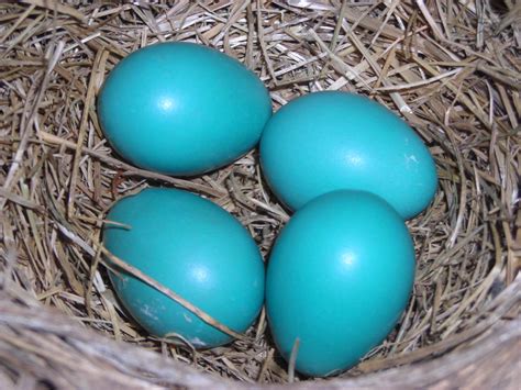 Blue Robin Eggs